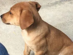 Cachorro raça não sei idade 2 a 6 meses nome Maya
