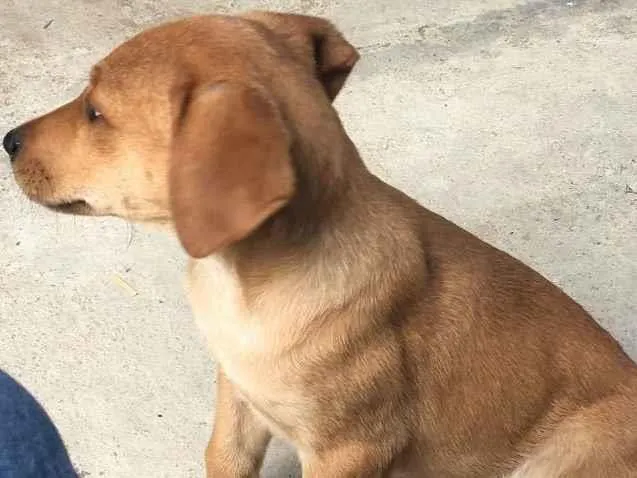 Cachorro ra a não sei idade 2 a 6 meses nome Maya