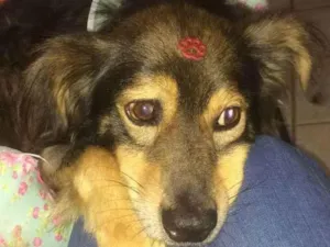 Cachorro raça SRD idade 2 anos nome Chokito