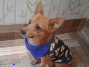 Cachorro raça SRD idade 1 ano nome Pirulito 