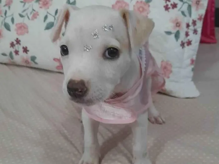 Cachorro ra a Srd  idade 2 a 6 meses nome Pity