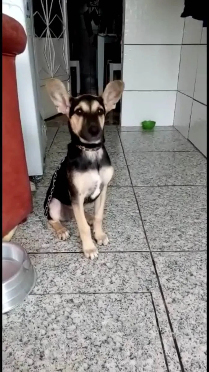 Cachorro ra a Mix pastor Alemão  idade 2 a 6 meses nome Pitucha
