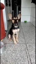 Pitucha