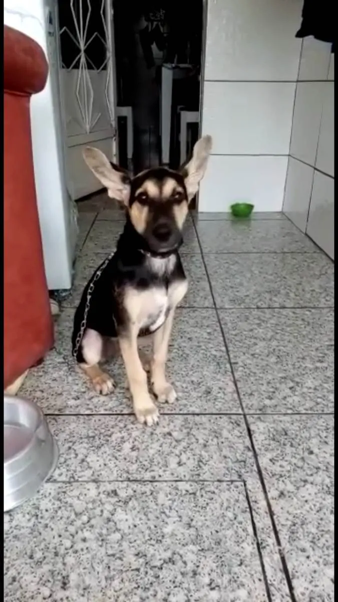 Cachorro ra a Mix pastor Alemão  idade 2 a 6 meses nome Pitucha