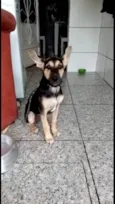 Pitucha