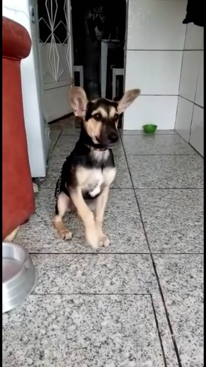 Cachorro ra a Mix pastor Alemão  idade 2 a 6 meses nome Pitucha