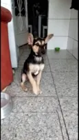 Pitucha