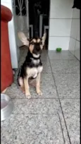 Pitucha
