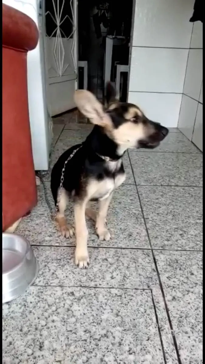 Cachorro ra a Mix pastor Alemão  idade 2 a 6 meses nome Pitucha