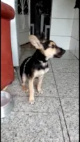 Pitucha