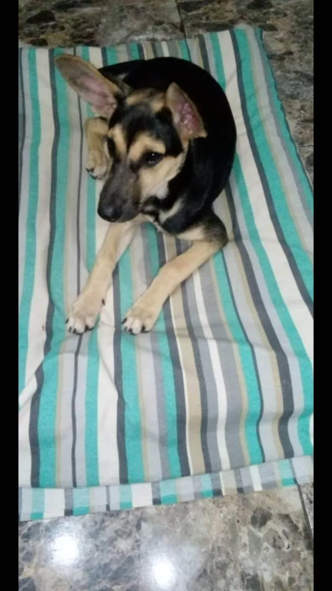 Cachorro ra a Mix pastor Alemão  idade 2 a 6 meses nome Pitucha