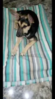Pitucha