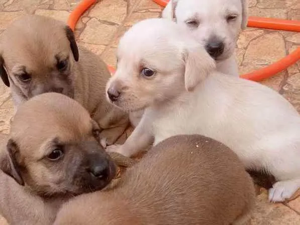 Cachorro ra a Viralata  idade Abaixo de 2 meses nome Roney 