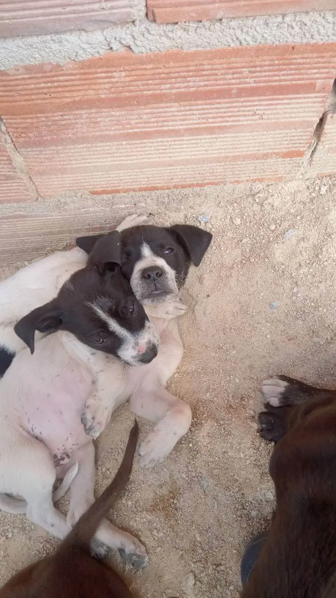 Cachorro ra a Pitbull  idade 2 a 6 meses nome  Na escolha ainda 