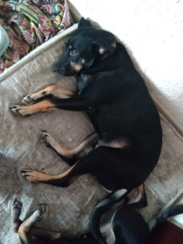 Cachorro ra a Vira-lata idade 1 ano nome Monie / Flora