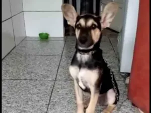 Cachorro raça Mix pastor Alemão  idade 2 a 6 meses nome Pitucha