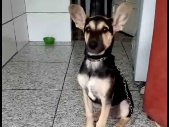 Cachorro ra a Mix pastor Alemão  idade 2 a 6 meses nome Pitucha