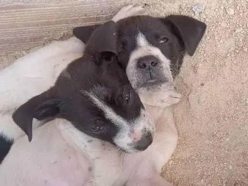 Cachorro ra a Pitbull  idade 2 a 6 meses nome  Na escolha ainda 