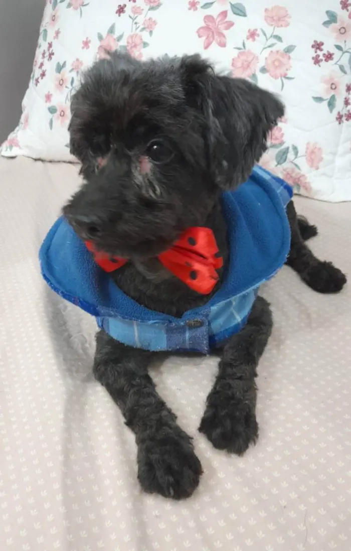 Cachorro ra a Poodle idade 6 ou mais anos nome Momo