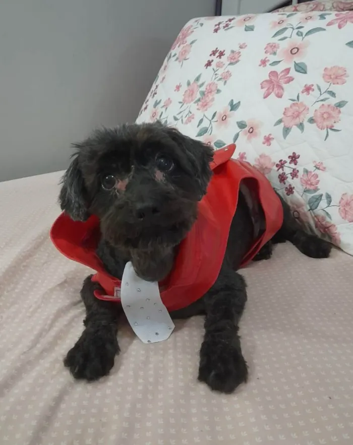 Cachorro ra a Poodle idade 6 ou mais anos nome Momo