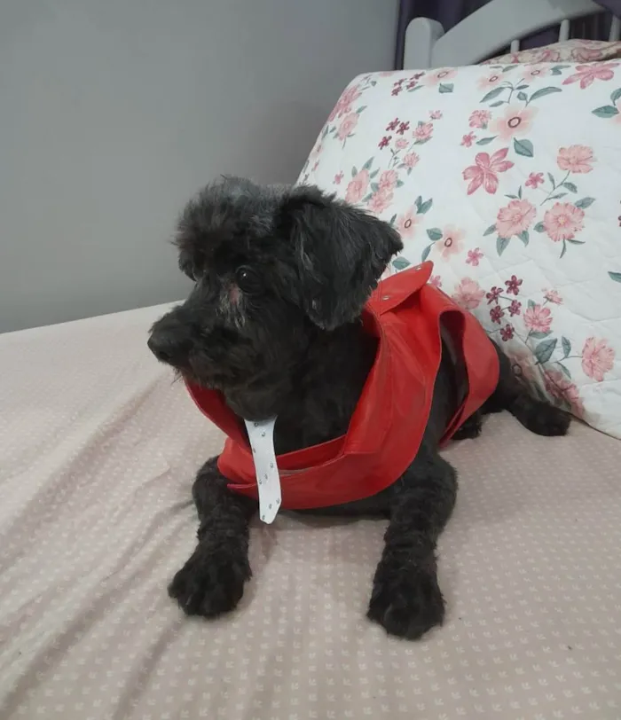 Cachorro ra a Poodle idade 6 ou mais anos nome Momo