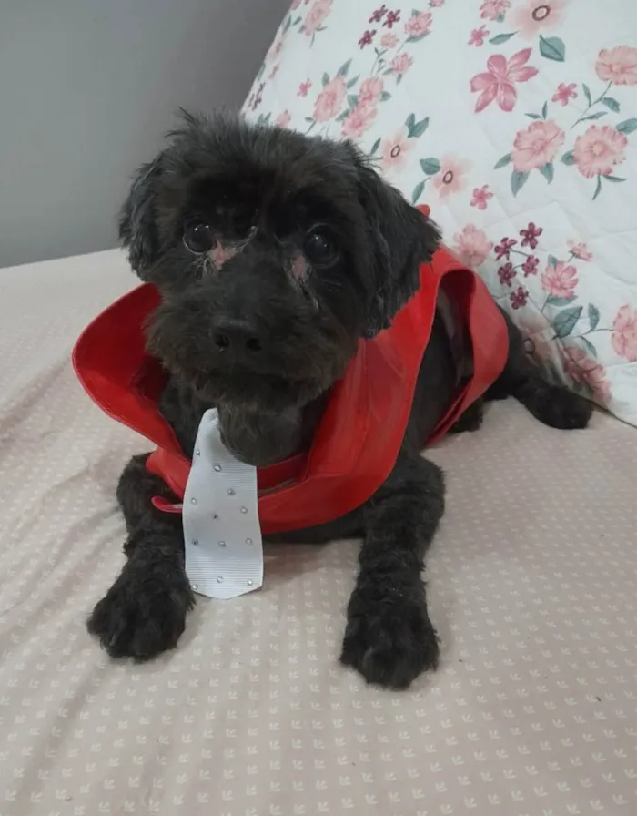 Cachorro ra a Poodle idade 6 ou mais anos nome Momo