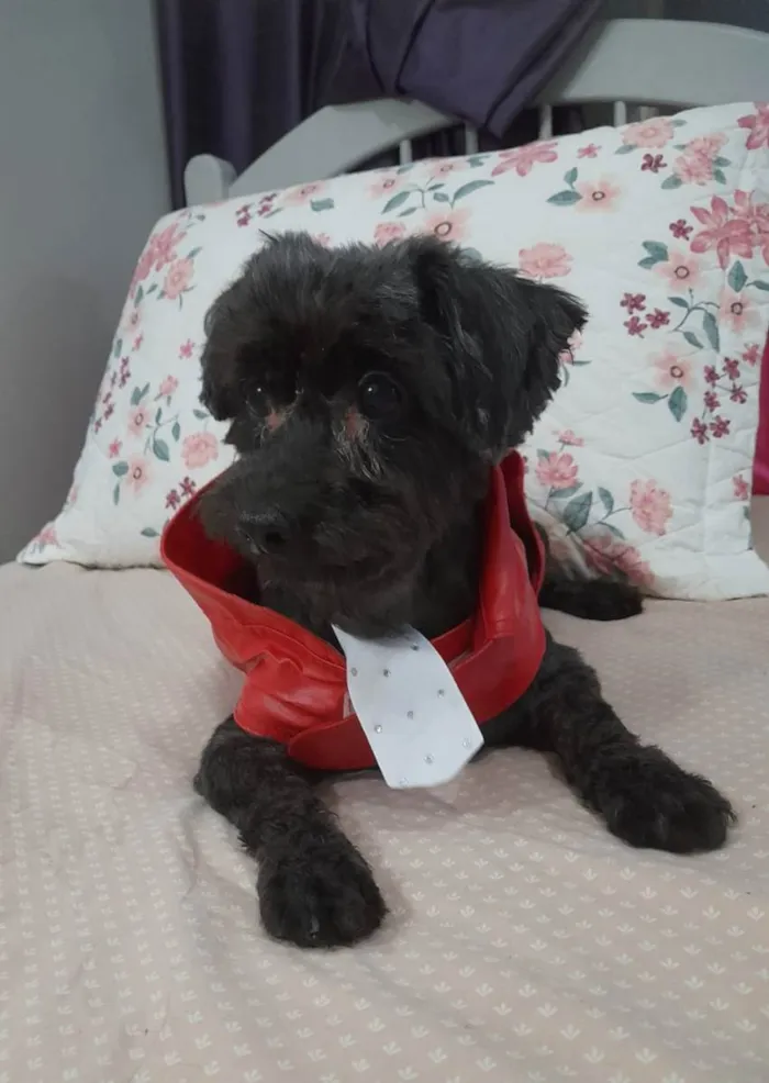 Cachorro ra a Poodle idade 6 ou mais anos nome Momo