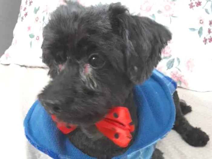 Cachorro ra a Poodle idade 6 ou mais anos nome Momo