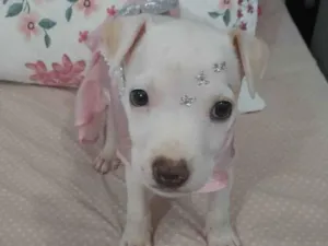 Cachorro raça Srd  idade 2 a 6 meses nome Pity