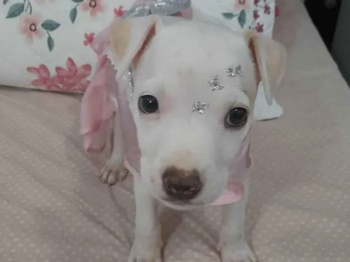 Cachorro ra a Srd  idade 2 a 6 meses nome Pity