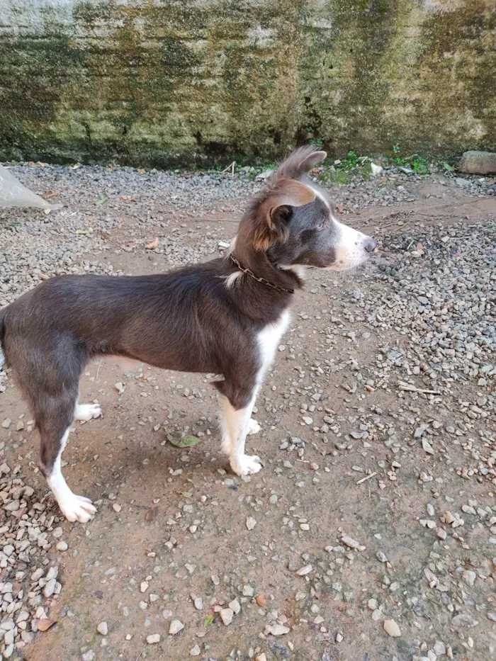 Cachorro ra a Vira lata idade 7 a 11 meses nome Jack