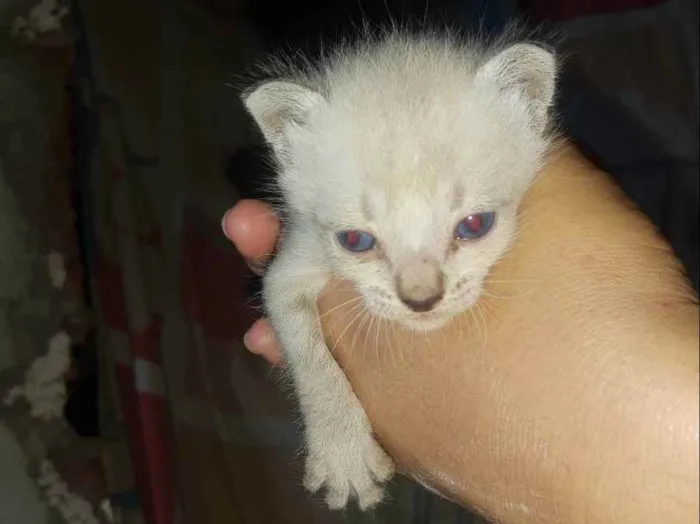 Gato ra a Não sei idade Abaixo de 2 meses nome Bebês