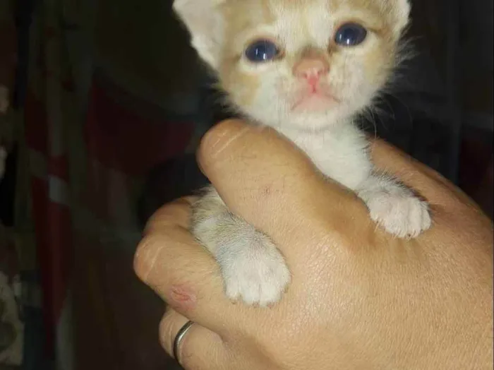 Gato ra a Não sei idade Abaixo de 2 meses nome Bebês