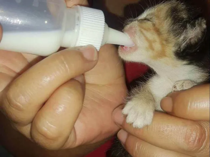 Gato ra a Não sei idade Abaixo de 2 meses nome Bebês