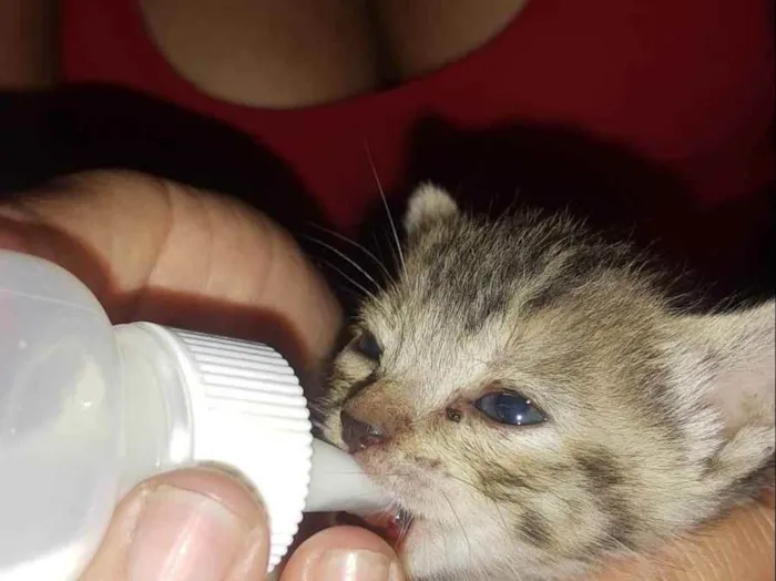 Gato ra a Não sei idade Abaixo de 2 meses nome Bebês