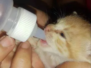 Gato raça Não sei idade Abaixo de 2 meses nome Bebês