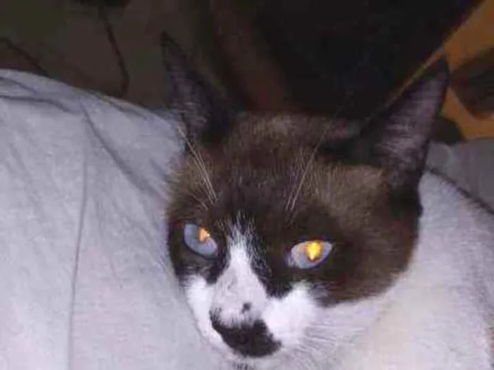 Gato ra a  idade 1 ano nome Max