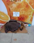 Caramelo