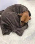 Caramelo