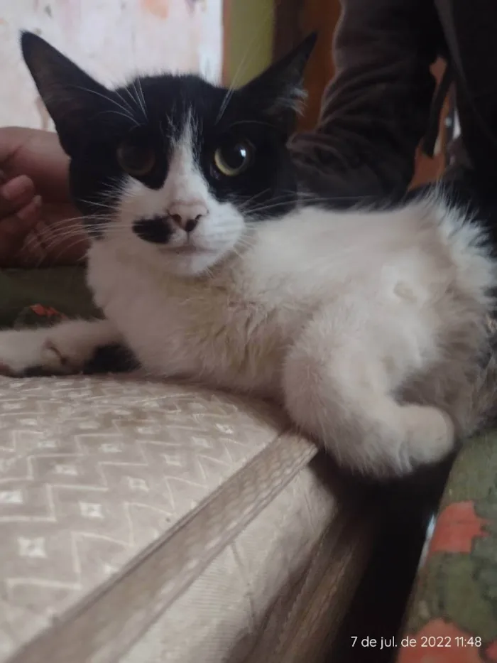 Gato ra a RND idade 7 a 11 meses nome Mia