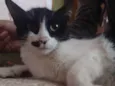 Mia