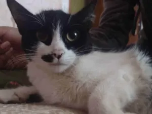 Gato raça RND idade 7 a 11 meses nome Mia