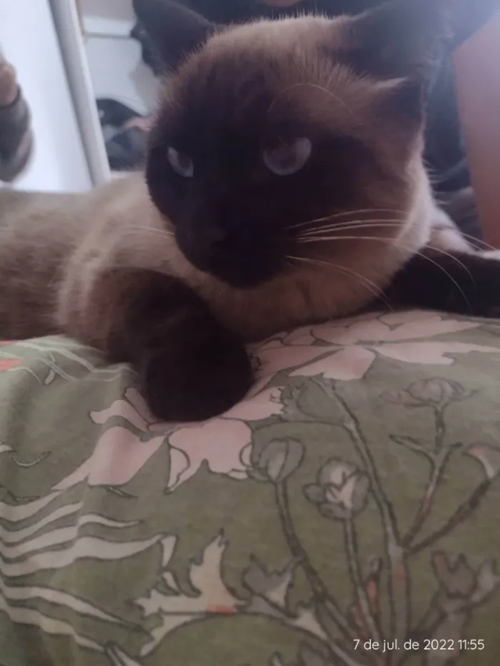 Gato ra a Siamês  idade 2 anos nome Marrie