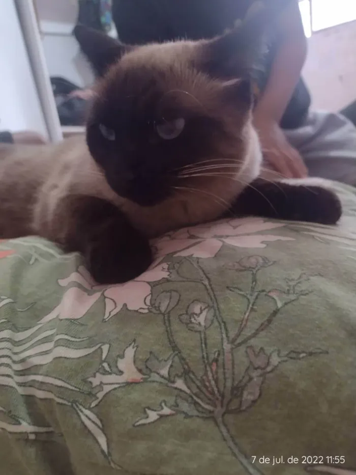 Gato ra a Siamês  idade 2 anos nome Marrie