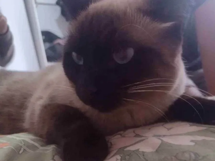 Gato ra a Siamês  idade 2 anos nome Marrie
