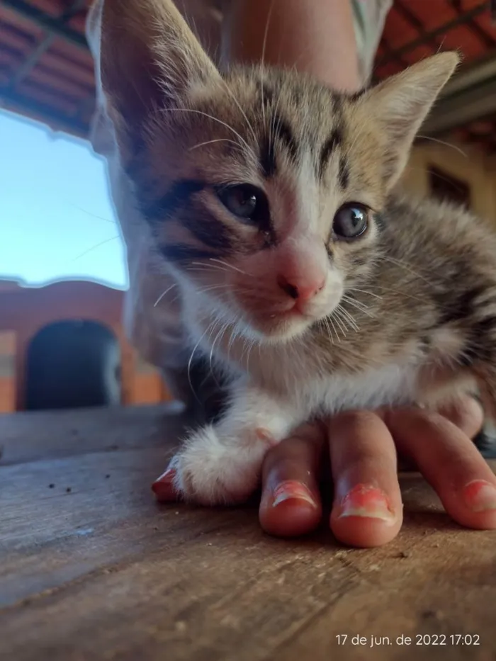Gato ra a RND idade 2 a 6 meses nome Sem nome 