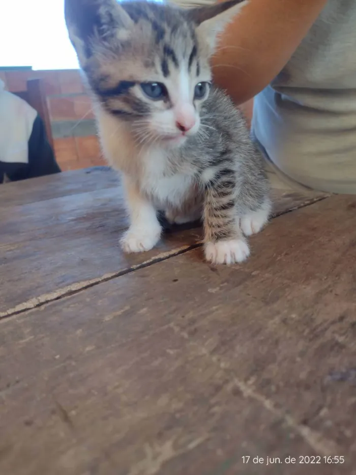 Gato ra a RND idade 2 a 6 meses nome Sem nome 