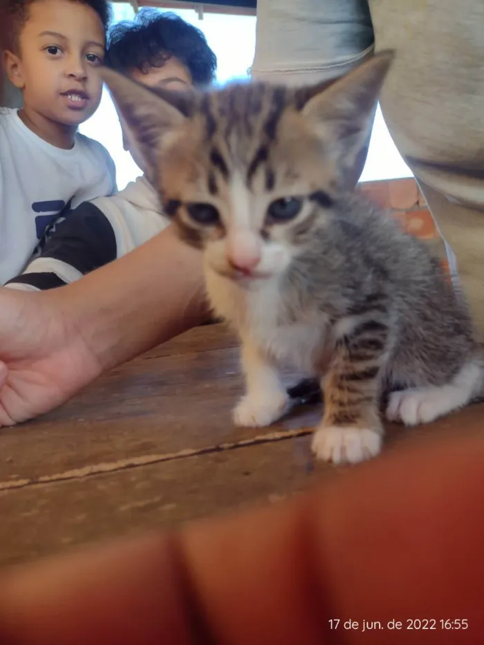 Gato ra a RND idade 2 a 6 meses nome Sem nome 