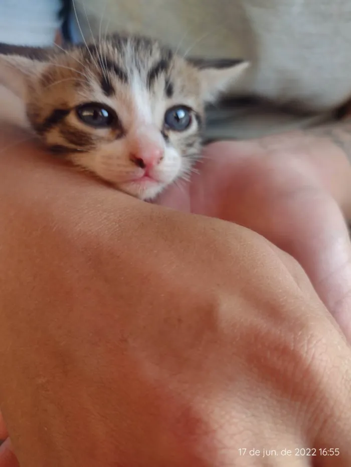 Gato ra a RND idade 2 a 6 meses nome Sem nome 