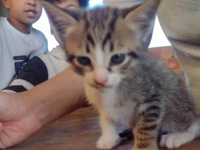 Gato ra a RND idade 2 a 6 meses nome Sem nome 